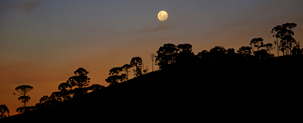 Lua cheia enfeitando uma cadeia de araucárias no Vale das Cruzes